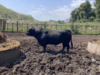 Bulle, Aberdeen-Angus — Foto 8