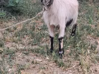 Ziege, Ziegen — Foto 1
