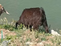 Cabro, Cabras — foto 7