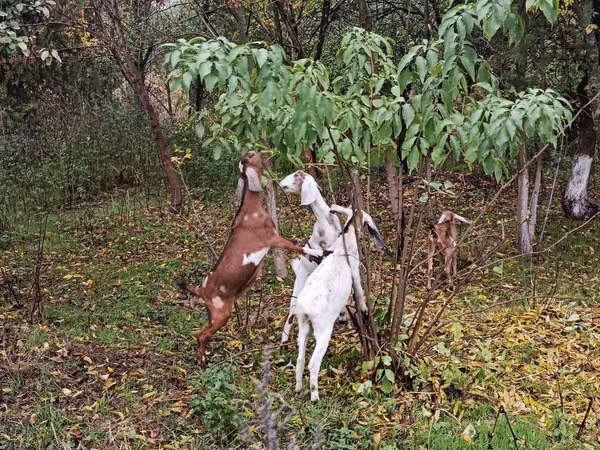 Echki, Nubian Goat