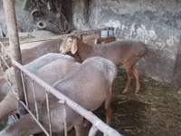 Ram, Sheep — photo 3