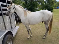 Hengst, Missouri foxtrotter — Foto 2
