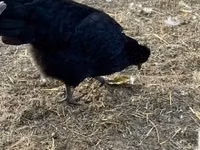 Chickens — photo 3