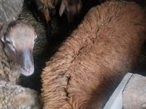 Sheep (batch, sex not specified), Sheep