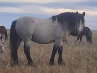 Caballo, Soviet Heavy draft — foto 1