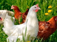 Chickens — الصورة 7