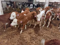 Bulle, Simmental cattle — Foto 3