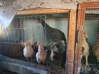 Chickens — Foto 4