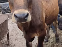 Cow, Swiss cattle — photo 1