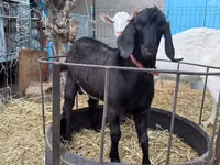Ziege, Beetal goats — Foto 2