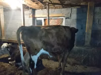 母牛, Latvian Blue cattle — 照片 3