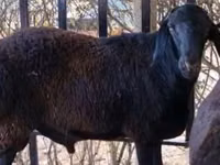 मेढ़ा, Kazakh fat-tailed coarsewool sheep — फ़ोटो 1