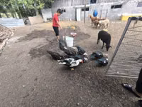 Ducks — Foto 3