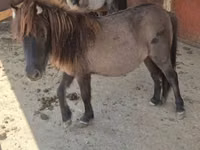 Stute, Shetland Pony — Foto 7