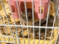 2 eded hamster qefesi ve apilkasi ile birlikde verirem qefes baha — сүрөт 3