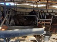 Ram, Hissar sheep — photo 4
