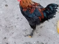 Marans — Foto 1
