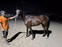 Stute, Arabian horse — Foto 3
