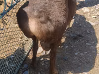 Widder, Hissar sheep — Foto 3