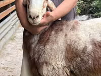 Qoʻchqor, Arashan sheep — 2-rasm