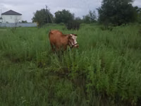 Vaca, Latvian Blue cattle — foto 3