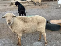 كبش, Hampshire sheep — الصورة 7