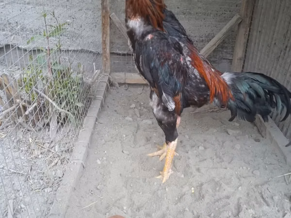 Chickens — Usbekistan