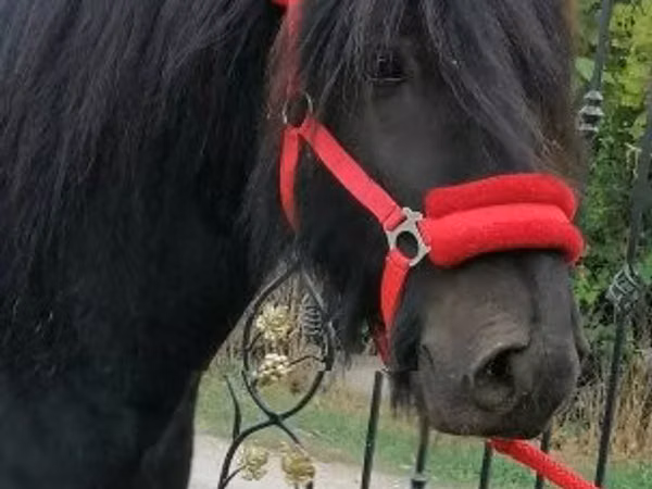 حصان, Fell pony