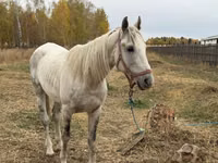Aygʻir, Horse breed — 4-rasm