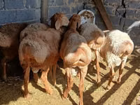 كبش, الأغنام — الصورة 5