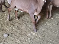 मेढ़ा, Arashan sheep — फ़ोटो 3