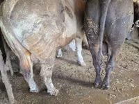 Buqa, Simmental cattle — 7-rasm