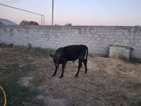 Bull, Alatau breed — photo 5