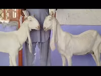 Ziege, Gulabi goats — Foto 5