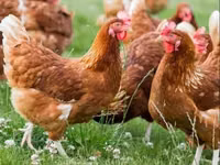 Chickens — Foto 3