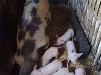 Schweine (Partie, Geschlecht nicht angegeben), Schweine — Foto 2