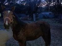 حصان, Tiger horse — الصورة 3