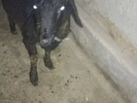 Cabro, Cabras — foto 5
