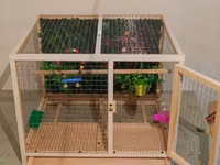 Papuqay,dovşan,hamster,şinşila,bildirçin,cücə,xamyak,pişik,quş,tısbağa — Foto 4