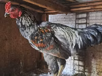 Chickens — foto 2