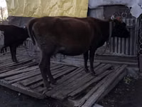 Сиыр, Киан сиыры — 2-сурет