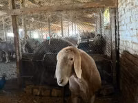 Қошқар, Arashan sheep — 1-сурет