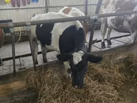 गाय, Russian Black pied cattle — फ़ोटो 4