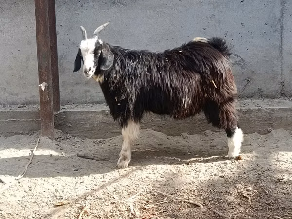 عنزة, الماعز