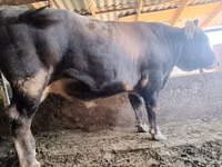 公牛, Cattle — 照片 1