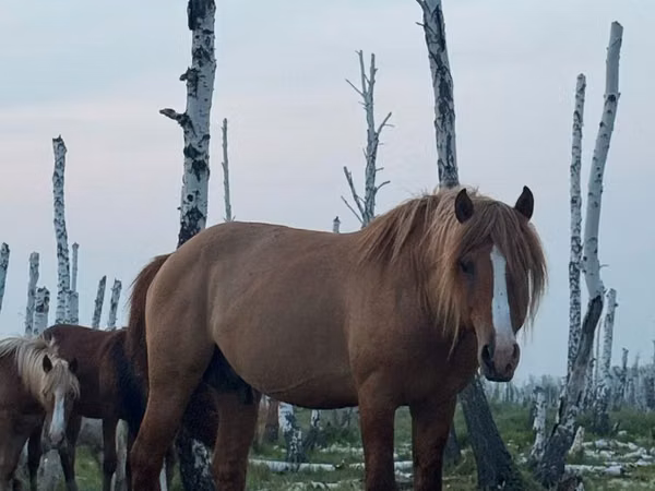 Hengst, Kushum Horse