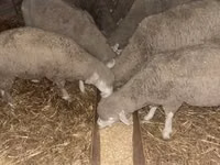 Schaf, Schafe — Foto 1