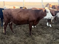 Kuh, Latvian Blue cattle — Foto 6