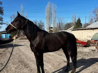 Hengst, French Trotter — Foto 3