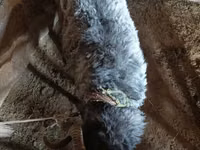 كبش, الأغنام — الصورة 2